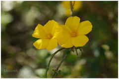 Reinwardtia indica